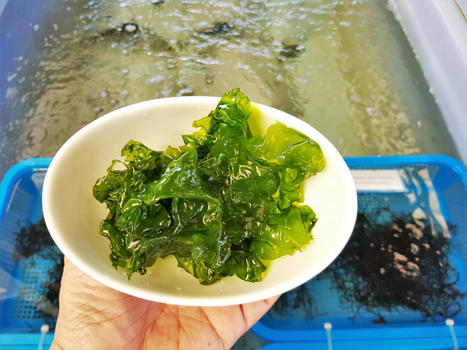 AG-TECH : Land-cultivated seaweed gets a big boost from wastewater | INNOVATIONS | Scoop.it