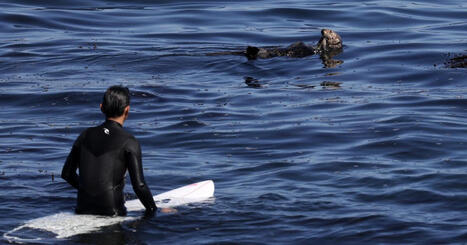 A sea otter is terrorizing Santa Cruz surfers and stealing their boards | Soggy Science | Scoop.it
