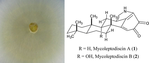 Mycoleptodiscins A and B, Cytotoxic Alkaloids from the Endophytic Fungus Mycoleptodiscus sp. F0194 | Natural Products Chemistry Breaking News | Scoop.it
