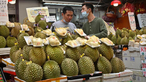 CHINE : Le durian, r&eacute;v&eacute;lateur de la puissance &eacute;conomique de P&eacute;kin&nbsp; | ASIES | Scoop.it