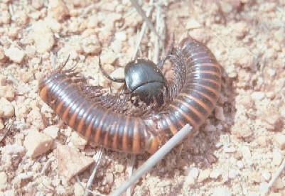 Les bousiers d'Afrique et d'Asie | Vari&eacute;t&eacute;s entomologiques | Scoop.it