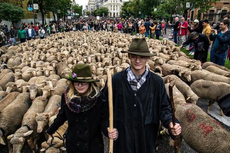 Once a Year, Thousands of Sheep Take Over Madrid | Cultural Geography | Scoop.it