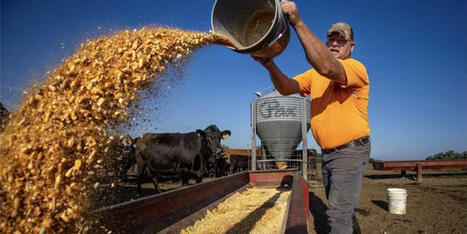 'Maddest I've seen farmers in a long time': Trump's beef gambit ignites GOP farm rebellion - Raw Story | Operation Deimos | Scoop.it
