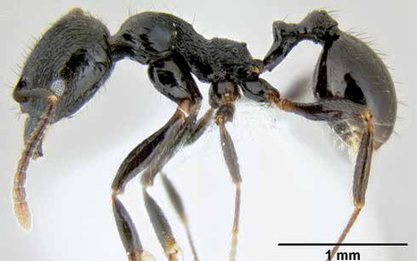 The peculiar life history of Middle American Stenamma ants | Insect Archive | Scoop.it