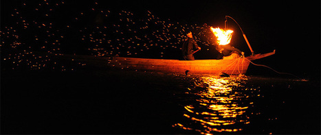 Cormorant Fishing: An Ancient Tradition to Mark Each New Summer | The Asian Food Gazette. | Scoop.it