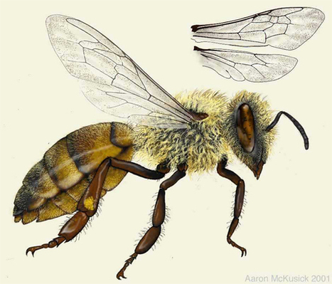 Éloge de l’abeille | Variétés entomologiques | Scoop.it