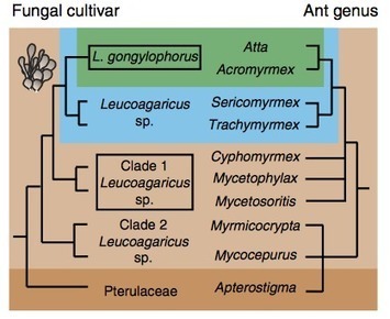 L’adaptation symbiotique entre les fourmis champignonnistes et leur champignon | EntomoNews | Scoop.it