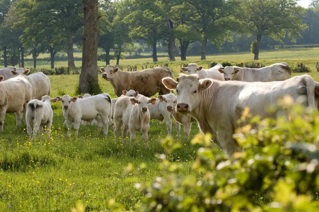 Viandes de bétail bio : du mieux, mais la filière reste fragile | Actualité Bétail | Scoop.it