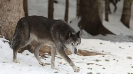 Loup : 43 spécimens pourront être abattus en 2018 | Biodiversité | Scoop.it