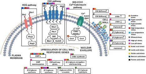 The cell wall and the response and tolerance to stresses of biotechnological relevance in yeasts | iBB | Scoop.it