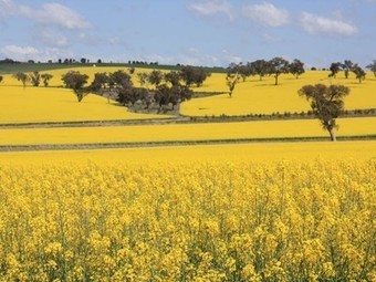 Is There Any Hope For A Non-Genetically Modified Future in America, Or Africa? | YOUR FOOD, YOUR ENVIRONMENT, YOUR HEALTH: #Biotech #GMOs #Pesticides #Chemicals #FactoryFarms #CAFOs #BigFood | Scoop.it