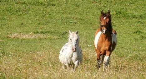 Un poney s’enfuit pour sauver la vie d’un cheval blessé ! - Laon et environs - L'Aisne Nouvelle | Cheval et Nature | Scoop.it