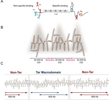 Revisiting the multiscale structuring of bacterial chromosomes | I2BC Paris-Saclay | Scoop.it