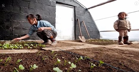 Vous voulez des l&eacute;gumes toute l&rsquo;ann&eacute;e dans votre jardin ? Alors enterrez votre serre ! | Build Green, pour un habitat &eacute;cologique | Scoop.it