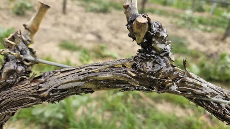 Dans le Doubs, des solutions végétales émergent pour protéger les vignes et les vergers | Revue de presse du Centre de doc | Scoop.it