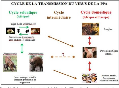 La peste porcine africaine en 14 questions | EntomoNews | Scoop.it