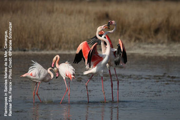 E-cards Ramsar pour les Fêtes | Camargue Nature | Scoop.it