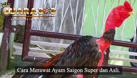 Cara Merawat Ayam Saigon Super Dan Asli Berit