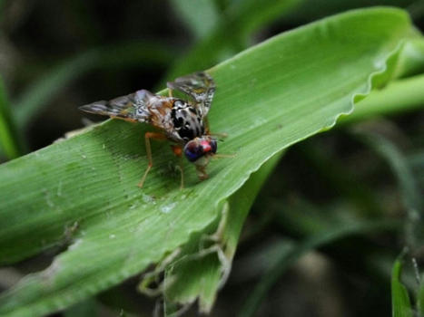 La pollution de l'air sème la pagaille dans la reproduction de certains insectes | Biodiversité | Scoop.it
