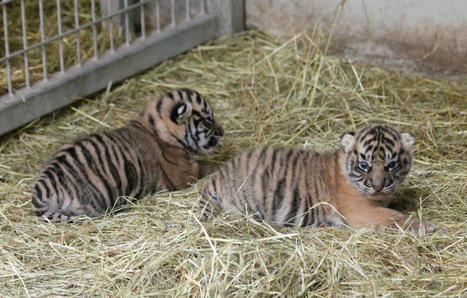 Amiens : Pourquoi la naissance de deux tigres de Sumatra est une bonne nouvelle | Biodiversité - @ZEHUB on Twitter | Scoop.it