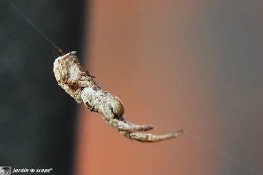 Le JardinOscope : Une petite araignée qui tisse une toile triangulaire... | Les Colocs du jardin | Scoop.it