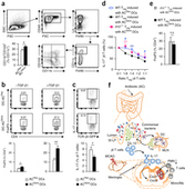 Commensal microbiota affects ischemic stroke outcome by regulating intestinal [gamma][delta] T cells : Nature Medicine : Nature Publishing Group | Immunopathology & Immunotherapy | Scoop.it