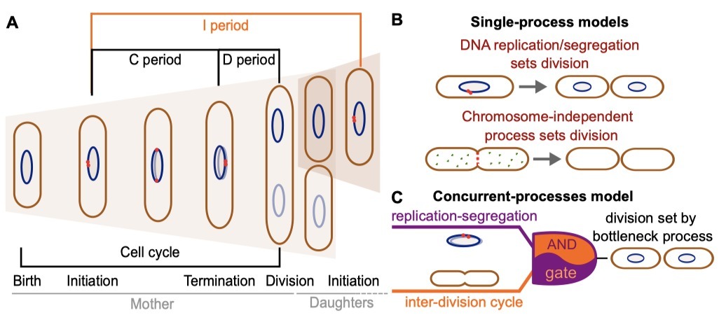 Two different cell-cycle processes determine th...