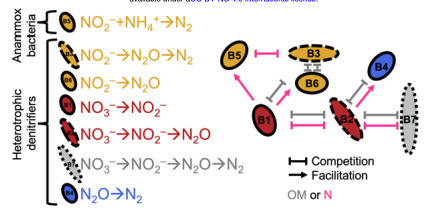 Facilitation-competition tradeoffs structure microbial niches and nitrogen cycling | brveco | RMH | Scoop.it