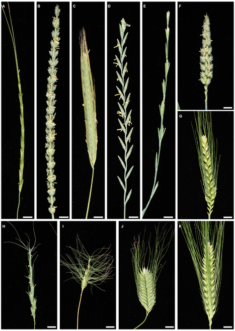Frontiers in Plant Sci: Strategies for transferring resistance into wheat: from wide crosses to GM cassettes (2014) | Publications from The Sainsbury Laboratory | Scoop.it
