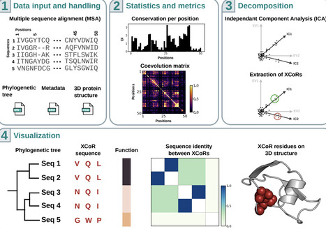 COCOA-Tree: Phylogenetic visualization and comparative analysis of coevolving residues | brvbi | RMH | Scoop.it