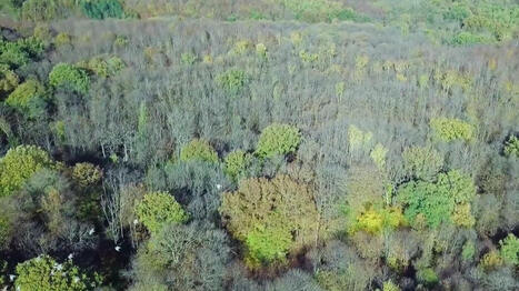 Réchauffement climatique : l'épidémie de scolytes et la maladie de l’encre menacent les forêts françaises | Toxique, soyons vigilant ! | Scoop.it