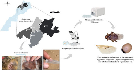 Une mouche parasite identifiée pour la première fois chez des chiens au Maroc | EntomoNews | Scoop.it