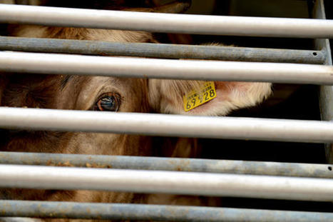 Du fragile équilibre des abattoirs de proximité dépend la survie des élevages locaux | Lait de Normandie... et d'ailleurs | Scoop.it