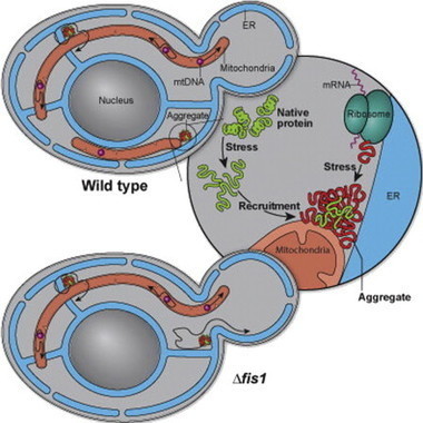 Organelle-Based Aggregation and Retention of Damaged Proteins in Asymmetrically Dividing Cells - Cell | Bioscience News - GEG Tech top picks | Scoop.it