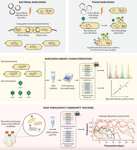 Scaling Phage-Bacteria Interaction Contexts: From Pairwise Mechanisms to Community Dynamics | anR | RMH | Scoop.it