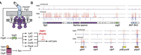 Flagellar toxicity: Flagellar synthesis is lytic for Bacillus subtilis in the absence of PBP1 | pnas | RMH | Scoop.it