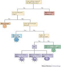 Dendritic cells, monocytes and macrophages: a unified nomenclature based on ontogeny. | Immunology for University Students | Scoop.it