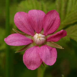 Rubus arcticus – Mesimarja | 1Uutiset - Lukemisen tähden | Scoop.it
