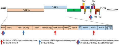 Biology | Free Full-Text | Type I Interferons in COVID-19 Pathogenesis | mikrobiologija | Scoop.it