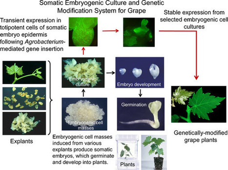 An optimized procedure for plant recovery from somatic embryos significantly facilitates the genetic improvement of Vitis | SEED-DREAM Lab info | Scoop.it
