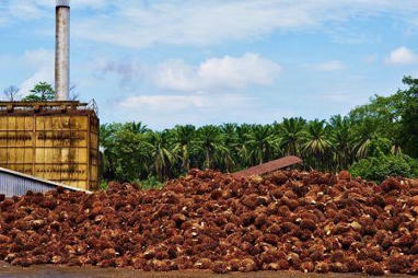 C&ocirc;te d&rsquo;Ivoire : le chinois Hunan No.6 lance la construction d&rsquo;une unit&eacute; de production d&rsquo;huile de palme dans le sud-ouest | CORPS GRAS | Scoop.it