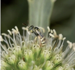 Le prochain Insectes n° 185 – 2e trimestre 2017 - Sommaire | Variétés entomologiques | Scoop.it