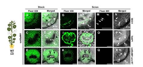 The Nucleolar Fibrillarin Protein is Required for Helper Virus-Independent Long-Distance Trafficking of a Subviral Satellite RNA in Plants | The Plant Cell | Scoop.it