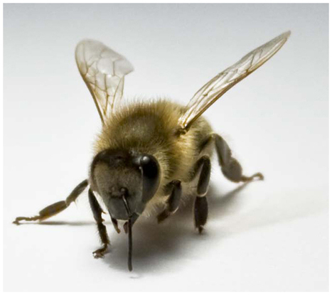 Honeybee friendships may shed light on human social life | Insect Archive | Scoop.it