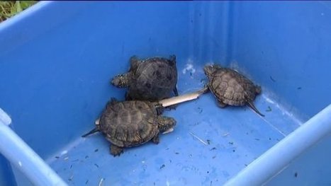 Des tortues cistudes réintroduites dans le Lac du Bourget, en Savoie - France 3 Alpes | Biodiversité | Scoop.it