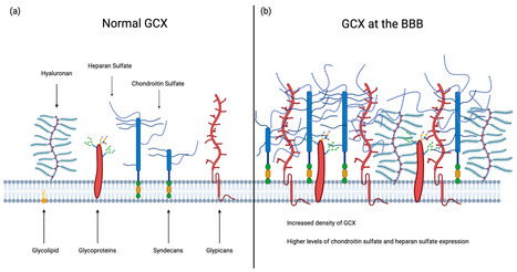 The Glycocalyx: The Importance of Sugar Coating the Blood-Brain Barrier | Neurovascular Intervention | Scoop.it
