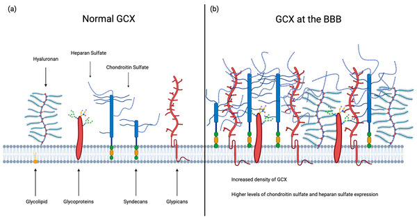 The Glycocalyx: The Importance of Sugar Coating the Blood-Brain Barrier | Neurovascular Intervention | Scoop.it