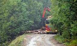 Romania breaks up alleged €25m illegal logging ring | Timberland Investment | Scoop.it