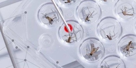 Flambée de  maladie à virus Zika : Plan mondial de l’OMS pour l’intervention d’urgence | EntomoNews | Scoop.it
