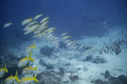 La France investit pour surveiller l'impact du réchauffement climatique sur les océans | Biodiversité | Scoop.it